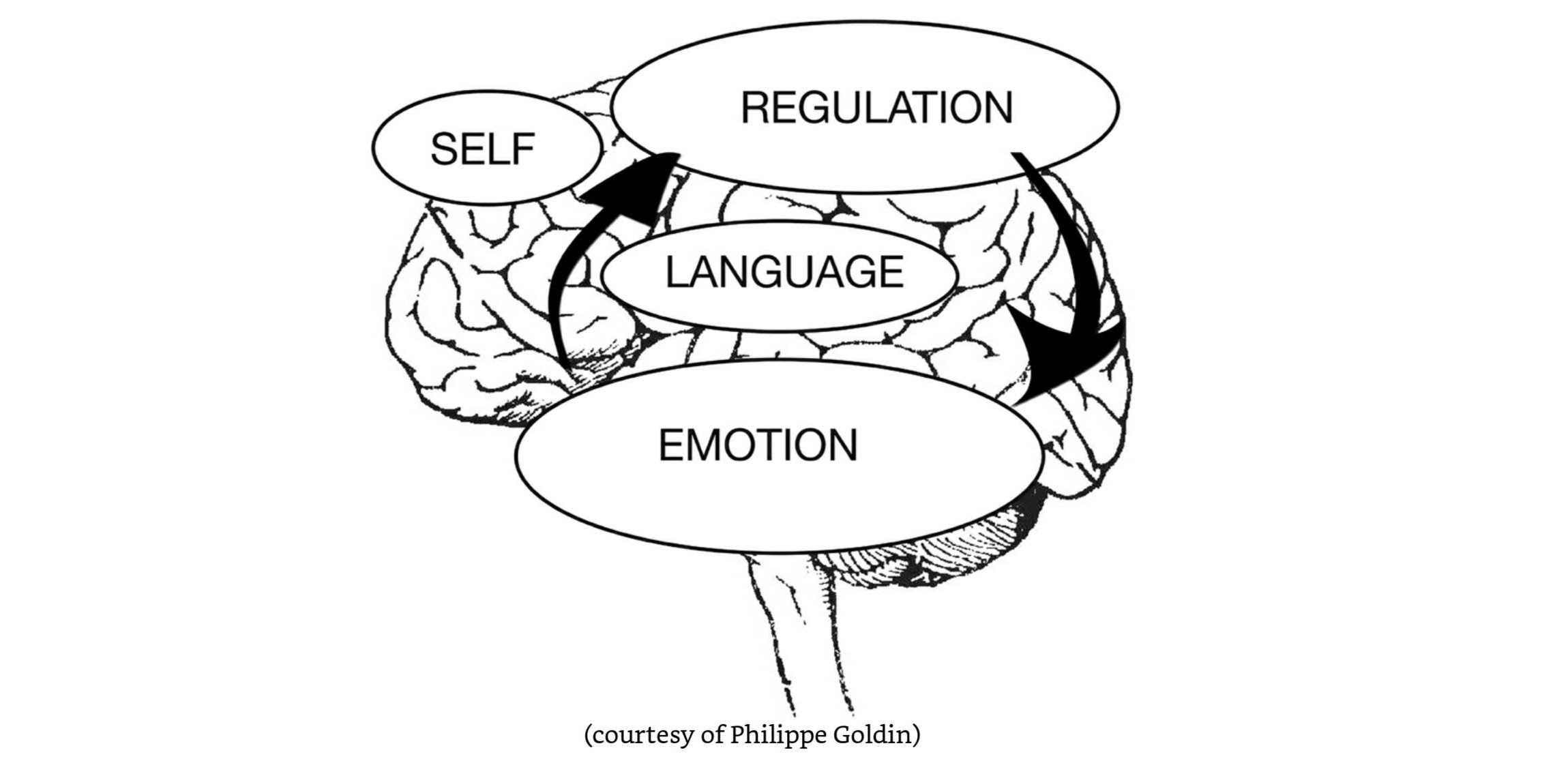 Philippe Goldin's model of the parts of the brain: Emotion, Language, Regulation and Self